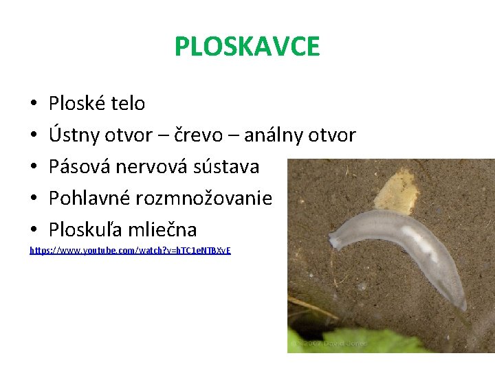 PLOSKAVCE • • • Ploské telo Ústny otvor – črevo – análny otvor Pásová