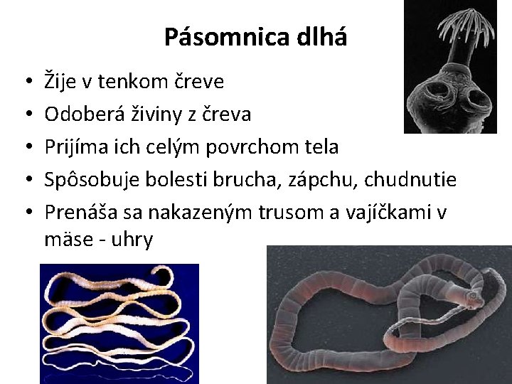 Pásomnica dlhá • • • Žije v tenkom čreve Odoberá živiny z čreva Prijíma