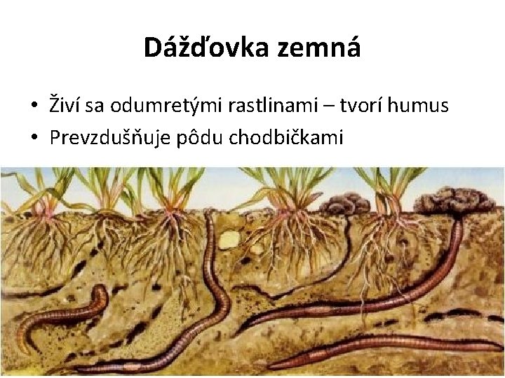 Dážďovka zemná • Živí sa odumretými rastlinami – tvorí humus • Prevzdušňuje pôdu chodbičkami