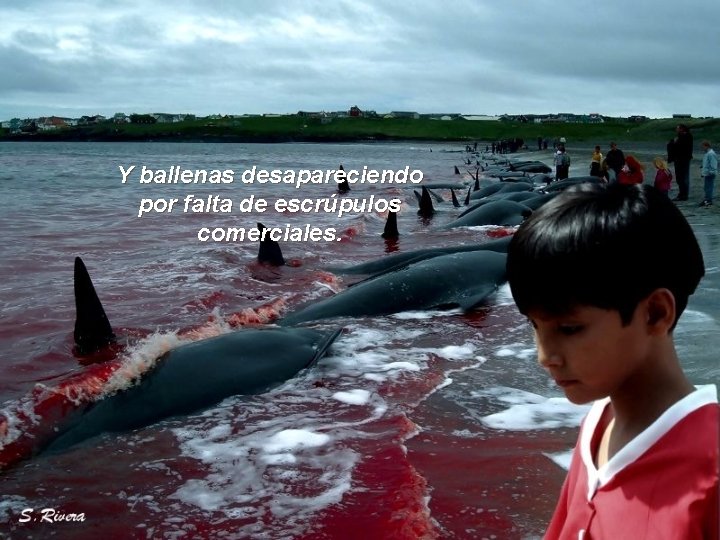 Y ballenas desapareciendo por falta de escrúpulos comerciales. 