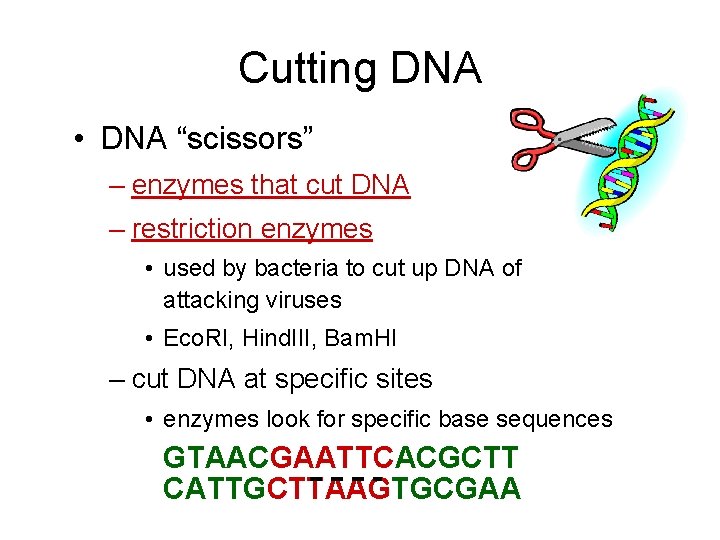 Cutting DNA • DNA “scissors” – enzymes that cut DNA – restriction enzymes •