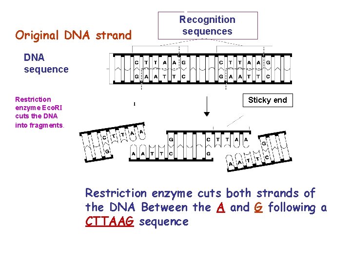 Original DNA Restriction Enzymes Recognition sequences strand DNA sequence Restriction enzyme Eco. RI cuts