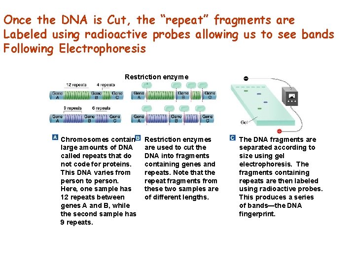 Figure 14 -18 DNA Fingerprinting Once the DNA is Cut, the “repeat” fragments are