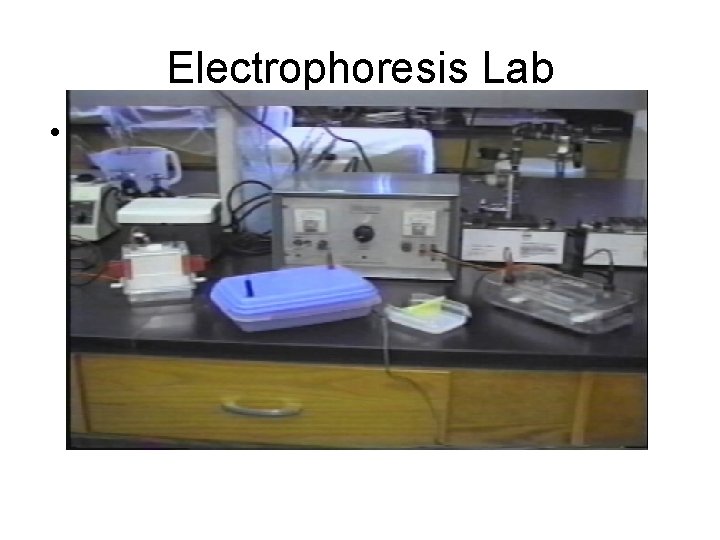 Electrophoresis Lab • / 