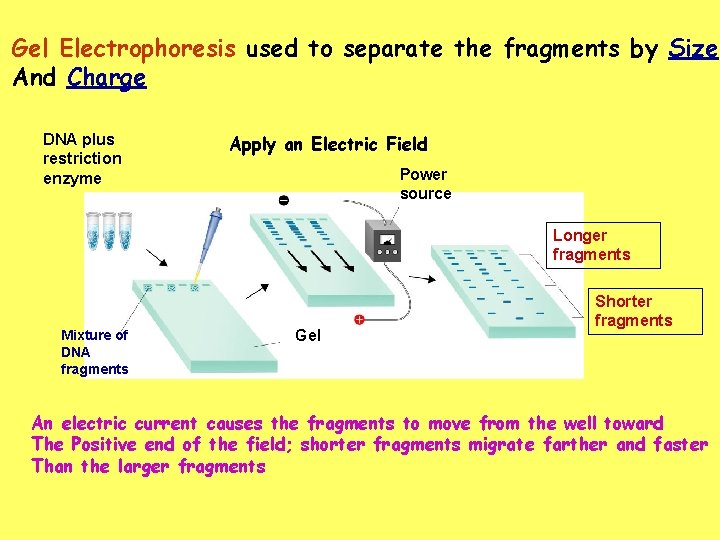 Gel Electrophoresis used to separate the fragments by Size And Charge DNA plus restriction