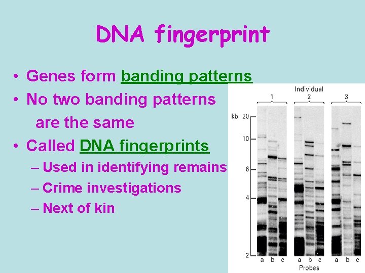 DNA fingerprint • Genes form banding patterns • No two banding patterns are the
