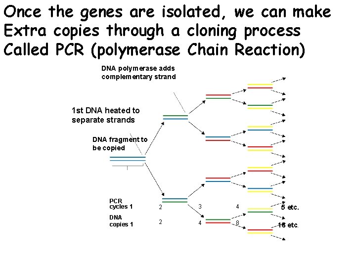 Figure 13 -8 isolated, PCR Once the genes are we can make Extra copies