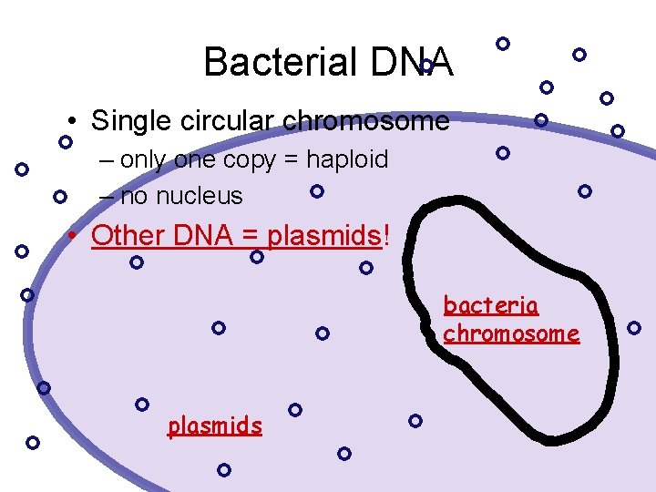 Bacterial DNA • Single circular chromosome – only one copy = haploid – no