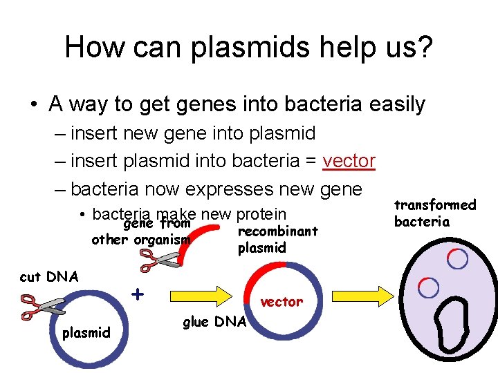 How can plasmids help us? • A way to get genes into bacteria easily