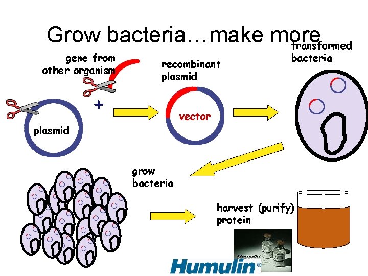 Grow bacteria…make more transformed gene from other organism recombinant plasmid + bacteria vector plasmid