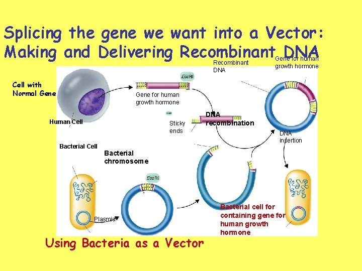 Splicing the gene we want into a Vector: Making and Delivering Recombinant DNA Cell