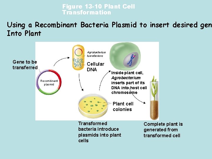 Figure 13 -10 Plant Cell Transformation Using a Recombinant Bacteria Plasmid to insert desired