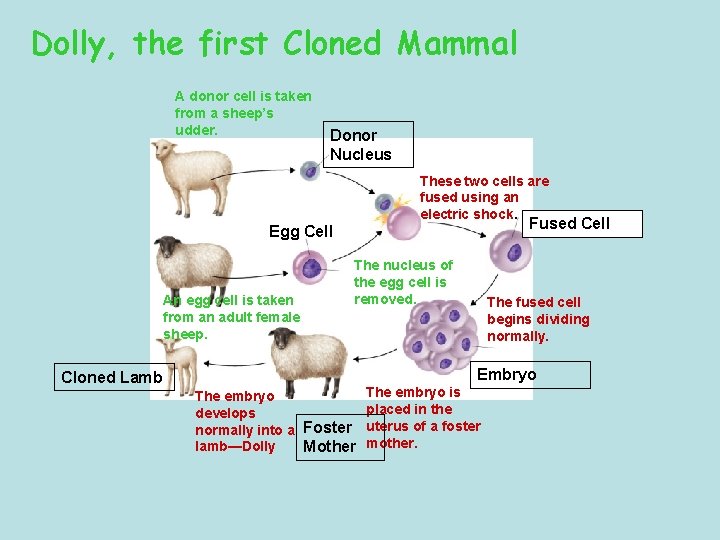 Dolly, the first Cloned Mammal A donor cell is taken from a sheep’s udder.