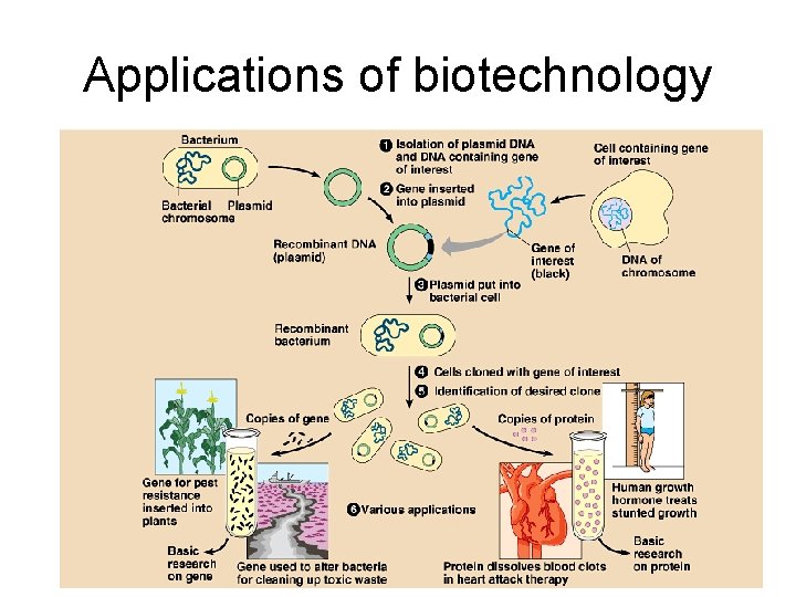 Applications of biotechnology 