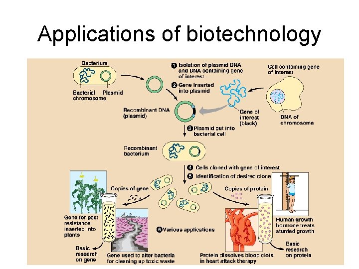 Applications of biotechnology 