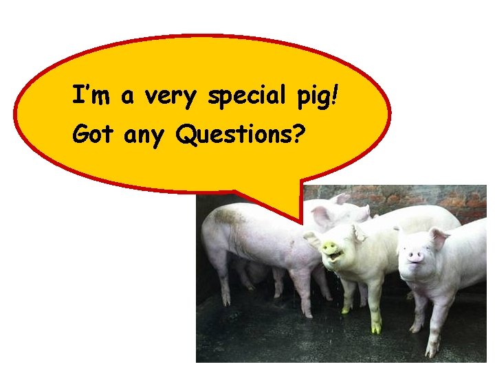 I’m a very special pig! Got any Questions? 2006 -2007 