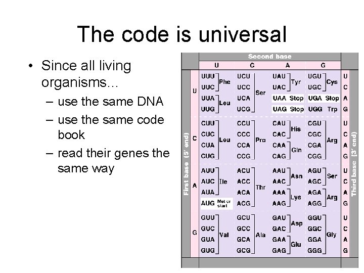 The code is universal • Since all living organisms… – use the same DNA