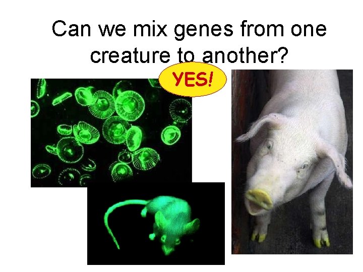 Can we mix genes from one creature to another? YES! 