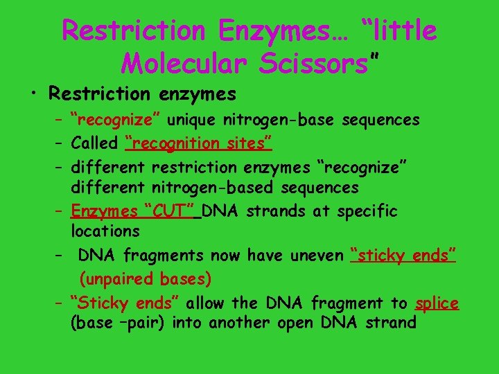 Restriction Enzymes… “little Molecular Scissors” • Restriction enzymes – “recognize” unique nitrogen-base sequences –