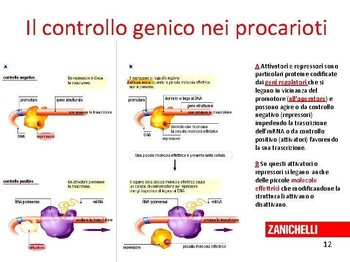 Il controllo genico nei procarioti dell’operatore A Attivatori e repressori sono particolari proteine codificate