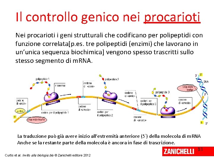 Il controllo genico nei procarioti Nei procarioti i geni strutturali che codificano per polipeptidi