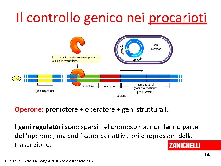 Il controllo genico nei procarioti Operone: promotore + operatore + geni strutturali. I geni