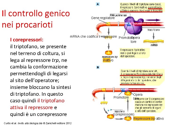 Il controllo genico nei procarioti Gene regolatore m. RNA che codifica il repressore Promotore