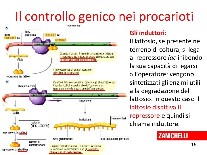 Il controllo genico nei procarioti (induttore) Gli induttori: il lattosio, se presente nel terreno