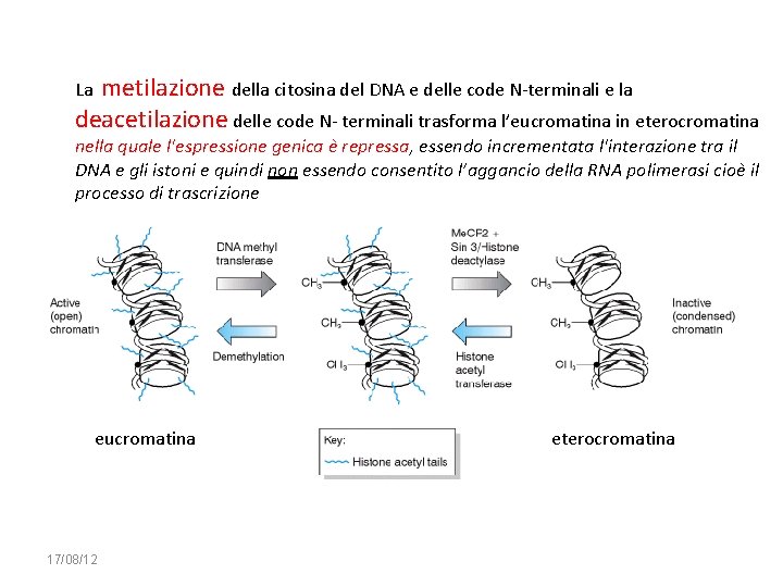 La metilazione della citosina del DNA e delle code N‐terminali e la deacetilazione delle