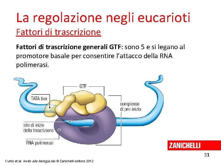 La regolazione negli eucarioti Fattori di trascrizione generali GTF: sono 5 e si legano