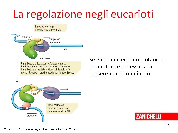 La regolazione negli eucarioti Se gli enhancer sono lontani dal promotore è necessaria la