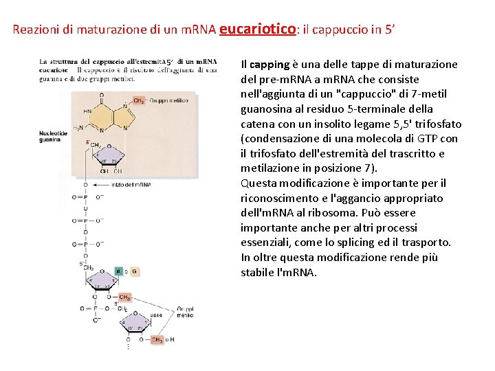 Reazioni di maturazione di un m. RNA eucariotico: il cappuccio in 5’ 5’ Il