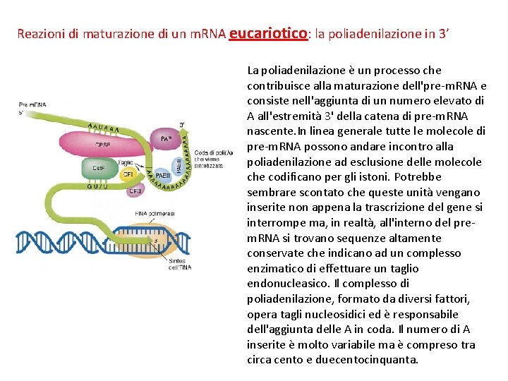 Reazioni di maturazione di un m. RNA eucariotico: la poliadenilazione in 3’ La poliadenilazione