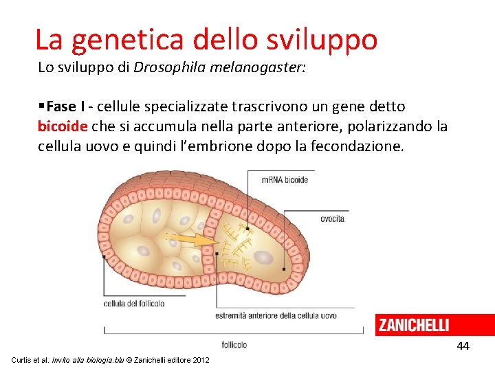 La genetica dello sviluppo Lo sviluppo di Drosophila melanogaster: Fase I ‐ cellule specializzate