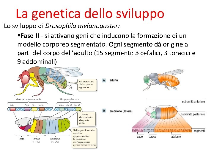 La genetica dello sviluppo Lo sviluppo di Drosophila melanogaster: Fase II ‐ si attivano