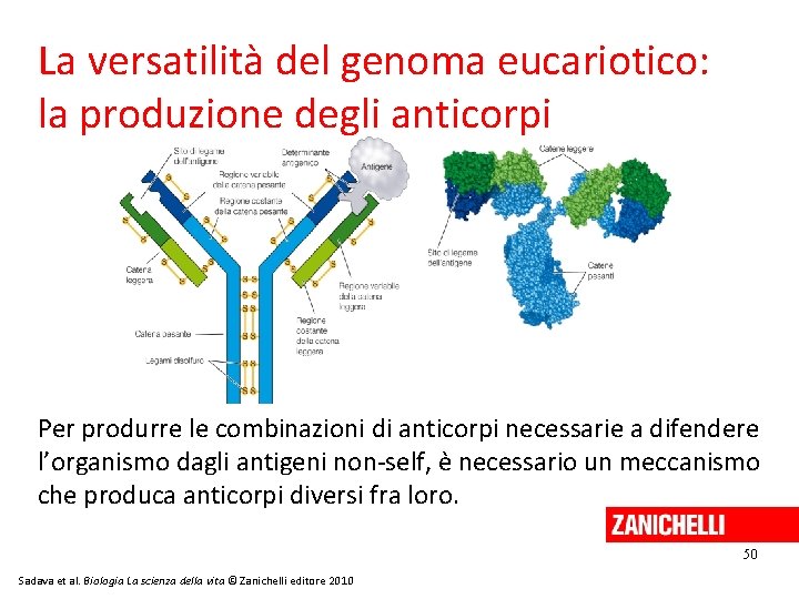 La versatilità del genoma eucariotico: la produzione degli anticorpi Per produrre le combinazioni di