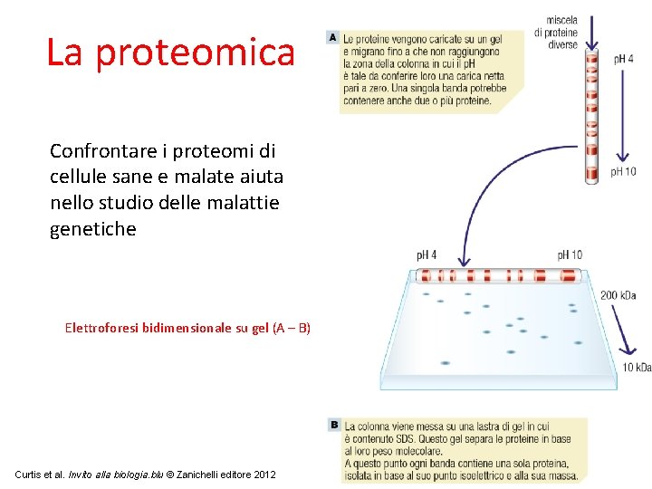 La proteomica Confrontare i proteomi di cellule sane e malate aiuta nello studio delle