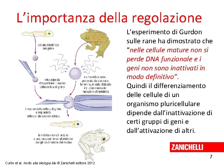 L’importanza della regolazione L’esperimento di Gurdon sulle rane ha dimostrato che “nelle cellule mature