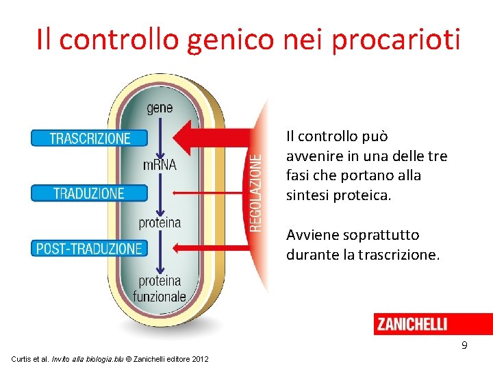 Il controllo genico nei procarioti Il controllo può avvenire in una delle tre fasi