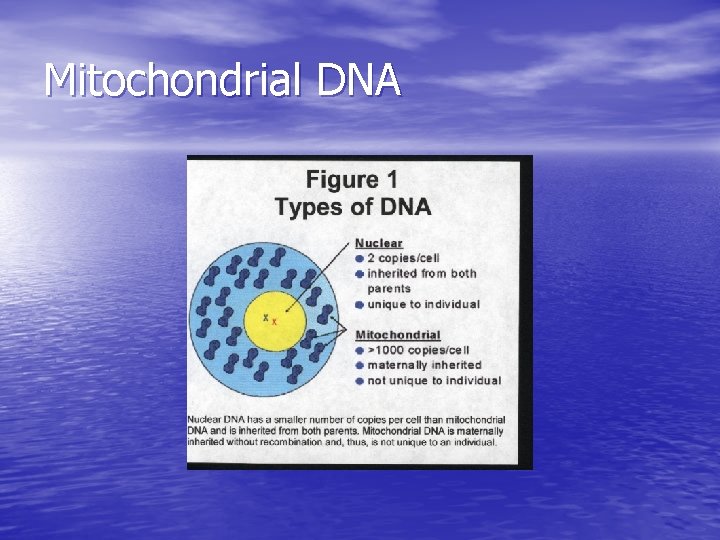 Mitochondrial DNA 