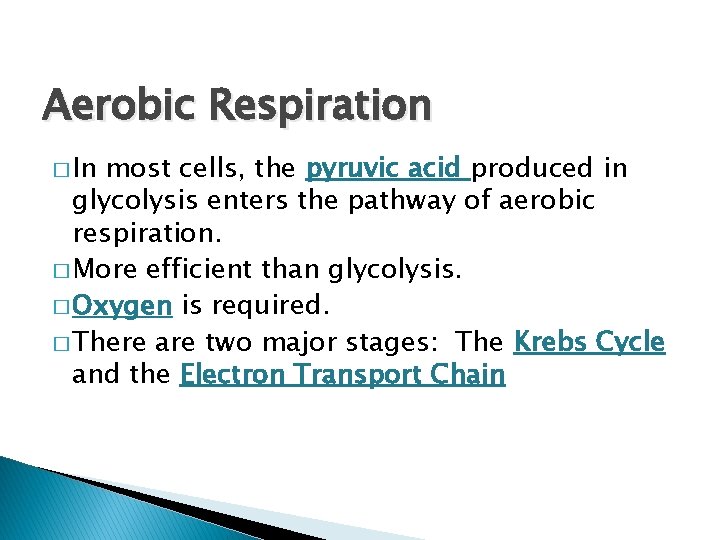 Aerobic Respiration � In most cells, the pyruvic acid produced in glycolysis enters the