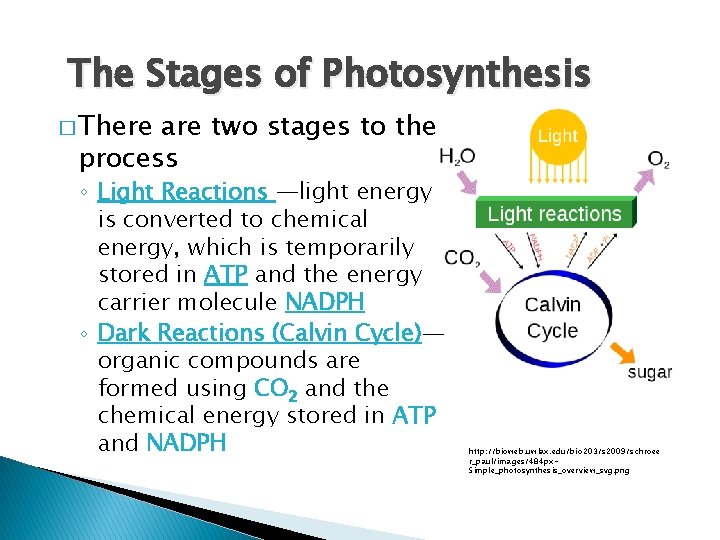 The Stages of Photosynthesis � There are two stages to the process ◦ Light