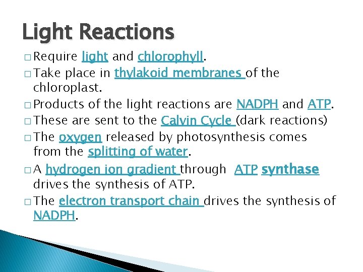 Light Reactions � Require light and chlorophyll. � Take place in thylakoid membranes of