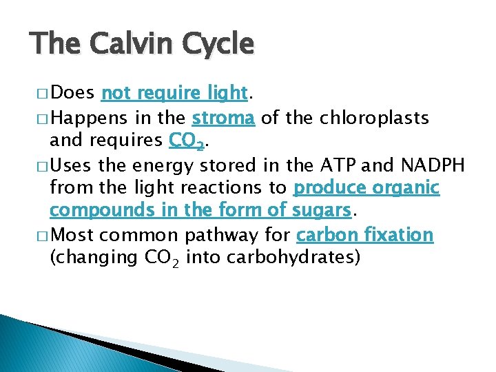 The Calvin Cycle � Does not require light. � Happens in the stroma of
