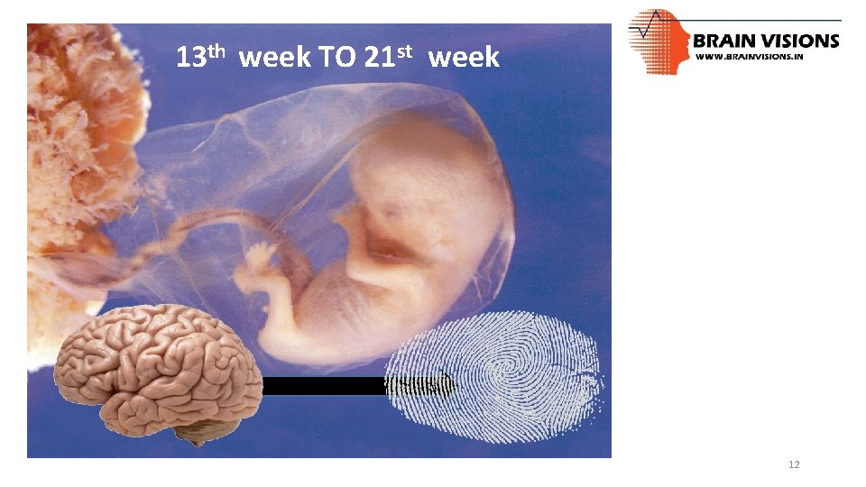 13 th week TO 21 st week 12 