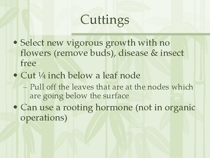 Cuttings • Select new vigorous growth with no flowers (remove buds), disease & insect
