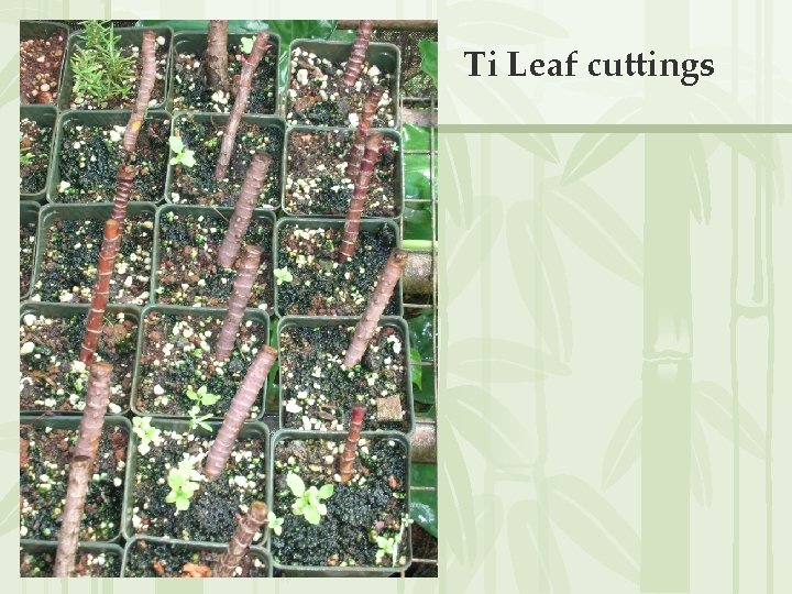 Ti Leaf cuttings 