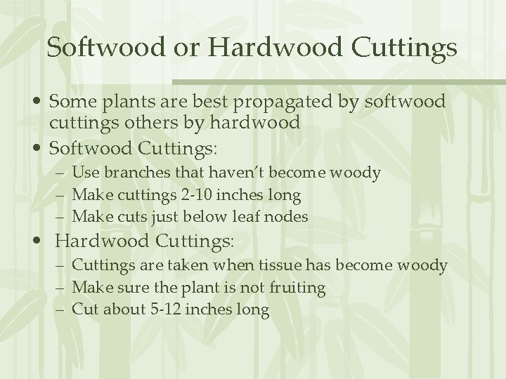 Softwood or Hardwood Cuttings • Some plants are best propagated by softwood cuttings others
