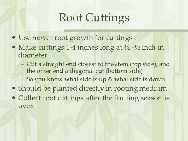 Root Cuttings • Use newer root growth for cuttings • Make cuttings 1 -4