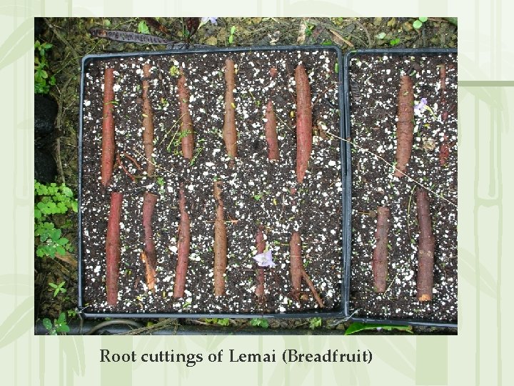Root cuttings of Lemai (Breadfruit) 